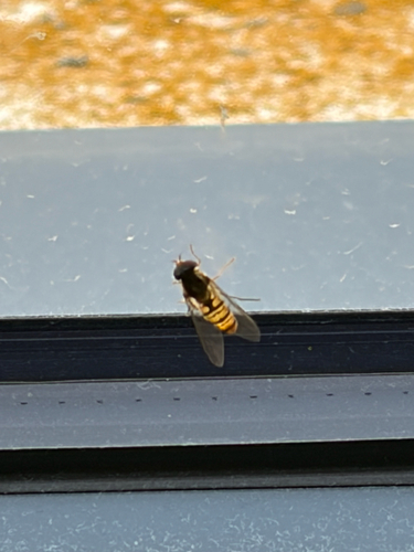 Marmalade Hover Fly
