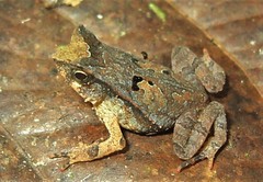 Rhaebo ceratophrys