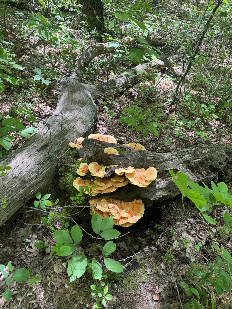 chicken of the woods · May 2026 · photo: Photo: (c) SiphonophoreSlinger, some rights reserved (CC BY) · iNaturalist