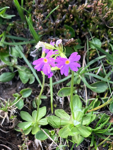 Bird's-eye Primrose