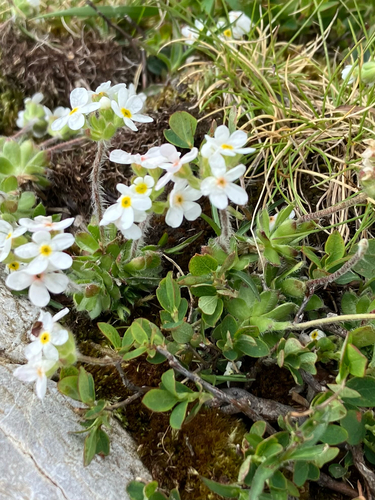 sweetflower rockjasmine