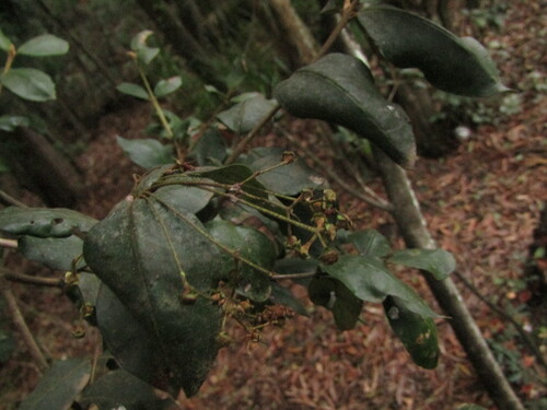 Myrceugenia exsucca, photograph 3