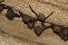 Taphozous melanopogon