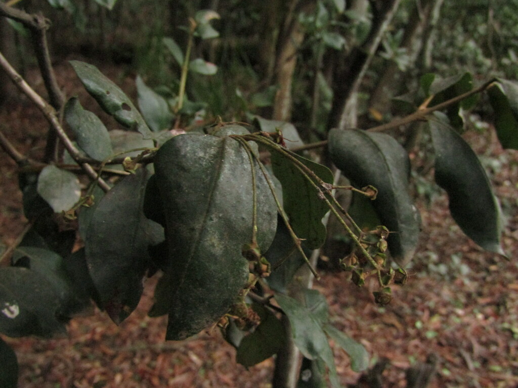 Myrceugenia exsucca; photograph (c) Bruno Avilez, some rights reserved (CC BY)