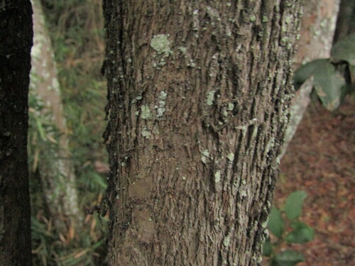 Myrceugenia exsucca, photograph 4