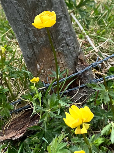 European Globeflower