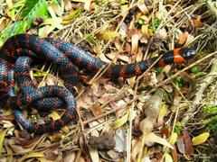 Pliocercus elapoides