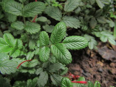 Acaena ovalifolia, photograph (c) Bruno Avilez, some rights reserved (CC BY)