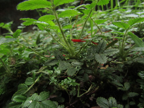 Acaena ovalifolia, photograph 5