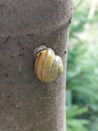 Brown-lipped Snail