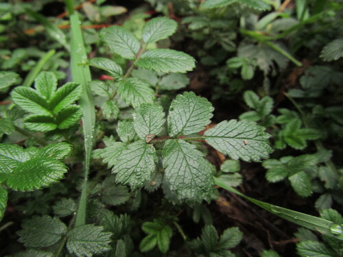 Acaena ovalifolia, photograph 4