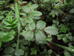 Acaena ovalifolia, photograph (c) Bruno Avilez, some rights reserved (CC BY)