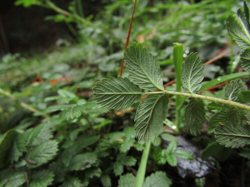 Acaena ovalifolia, photograph 6