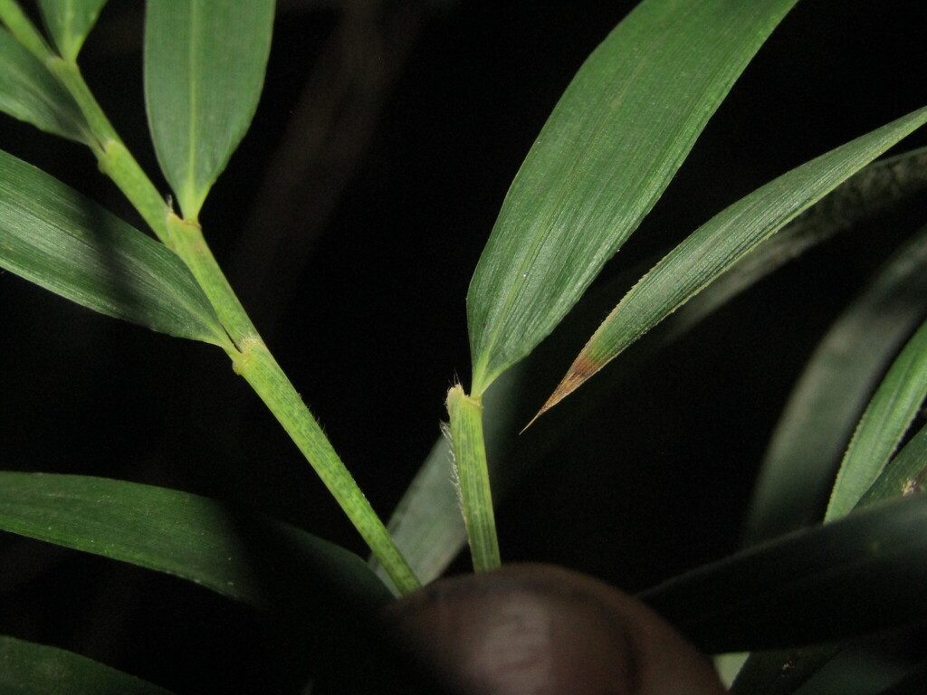 Chusquea quila; photograph (c) Bruno Avilez, some rights reserved (CC BY)