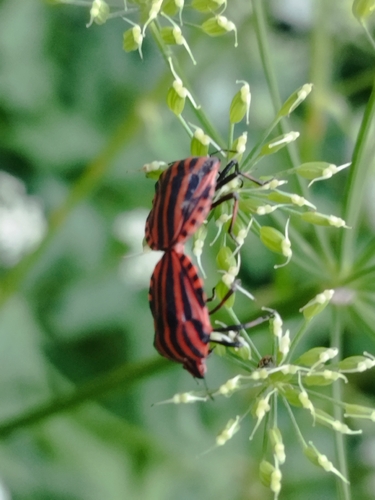 Continental Striped Shield Bug