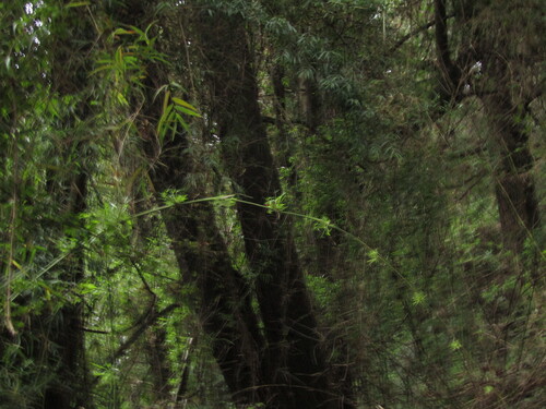 Chusquea quila, photograph 3