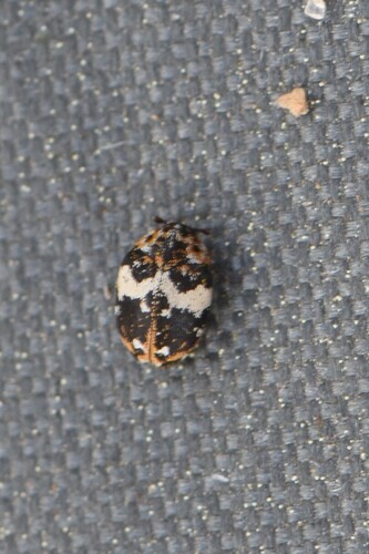 Bird Nest Carpet Beetle