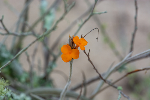 Tillandsia crocata