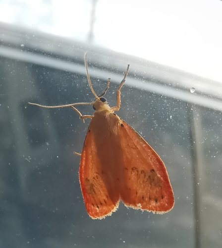 Rosy Footman