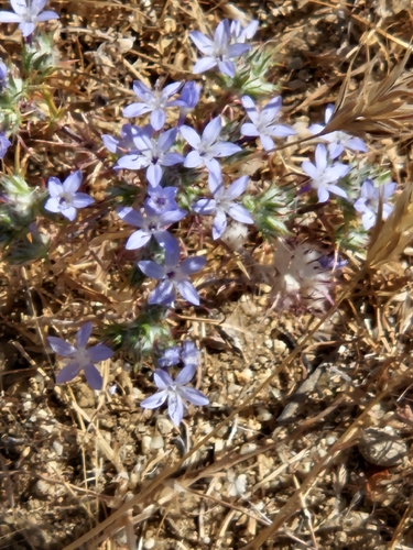 Desert Woollystar