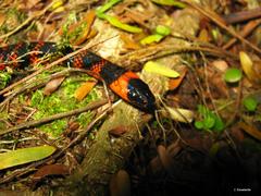 Pliocercus elapoides