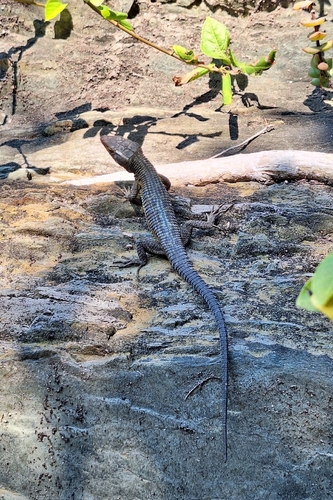 Blue-spotted Girdled Lizard