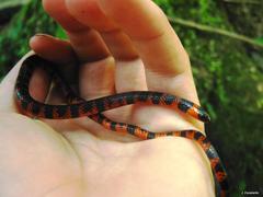 Pliocercus elapoides