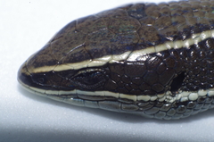 Pholidobolus montium