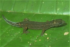 Pseudogonatodes guianensis