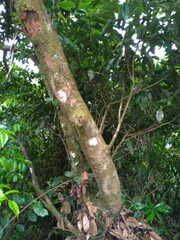 Machilus thunbergii