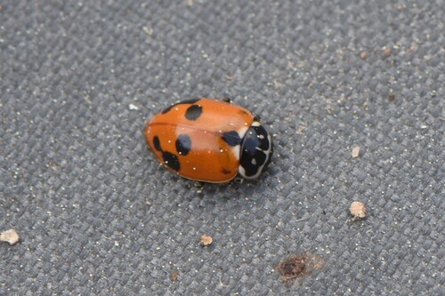 Variegated Lady Beetle