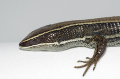 Pholidobolus montium