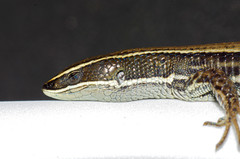 Pholidobolus montium