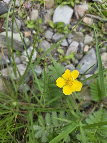 common silverweed