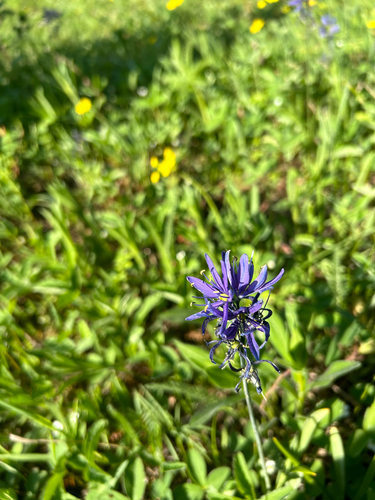 camas pequeña