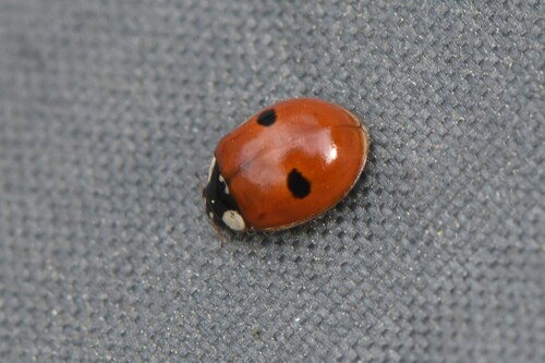 Two-spotted Lady Beetle