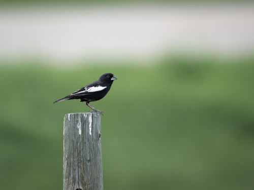 Lark Bunting