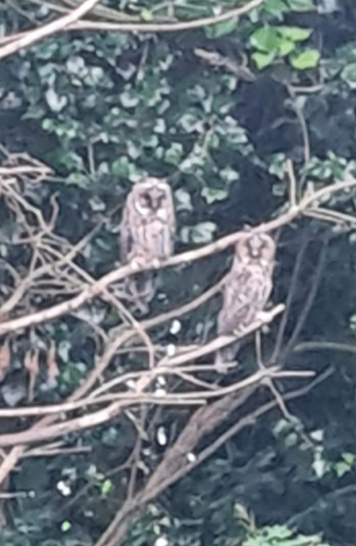 Long-eared Owl