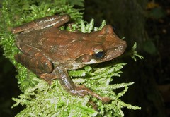 Osteocephalus planiceps