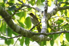 Pycnonotus finlaysoni