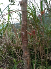 Machilus thunbergii