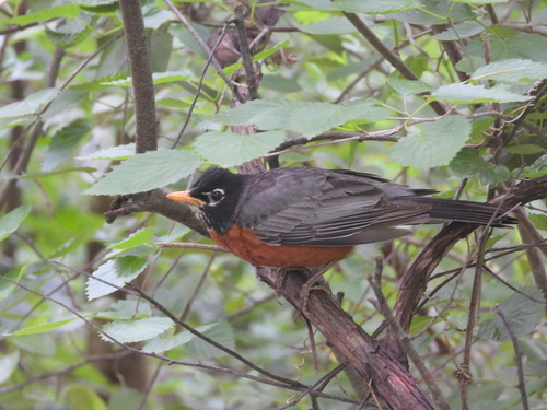 American Robin