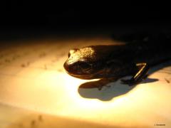 Pseudoeurycea werleri