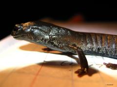 Pseudoeurycea werleri