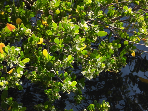 White-flowered black mangrove