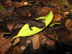 Pseudoeurycea werleri