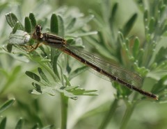 Enallagma exsulans