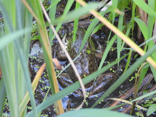 American Bullfrog
