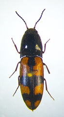 Megapenthes rogersi