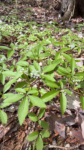 dwarf ginseng